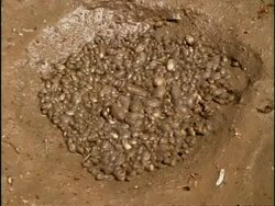 MCU High angle, Ants moving across dying Spadefoot Toad (Scaphiopus) tadpoles, USA Stock Footage