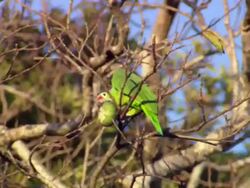 MS Parrot eating friut on dry tree / Guanacaste, Costa Rica Stock Footage