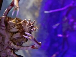 japanese spider crab Stock Footage