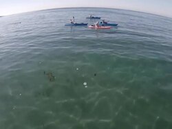 WS POV HA PAN Shot of kayakers enjoying at la jolla beach with shark / San Diego, California, United States Stock Footage