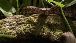 A snake rests on a mossy log. Stock Footage