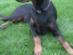 Guard dog Stock Footage