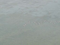 MS AERIAL TS ZI Shot of Flamingoes in Gruissan / Languedoc Roussillon, Switzerland Stock Footage