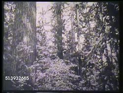 1953: CALIFORNIA FOREST: REVERSE PAN Woods, Angled TU Tall trees, possibly park. TIMBER: MS Two men using axes, cutting at angle into large tree. HA XWS Large tree in forest falling left. Lumberjacks, loggers, felling, Sequoia, redwood, fir, pine Instructional Video