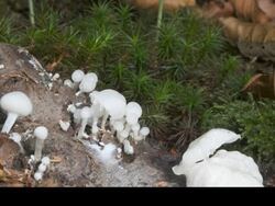T/L Woodland fungus growing, various stages, UK Stock Footage
