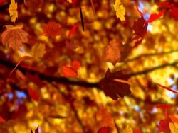Autumn leaves falling (seamless loop) (NTSC) Stock Footage