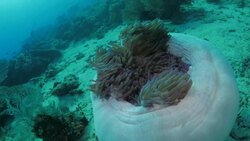 Magnificent sea anemone with pink anemonefish Stock Footage