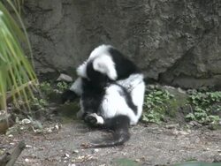 Lemur grooms himself Stock Footage