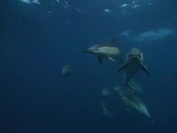 Dolphins swimming, underwater view Stock Footage