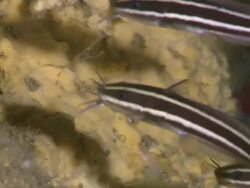 Catfish feeding, Monad Shoa, Malapascua, Philippines Stock Footage