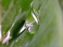 Waterdrop, CU water drips from leaf.  Panama. Stock Footage