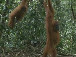 MS Orang utan mother and baby in jungle / Bukit Lawang, North Sumatra, Indonesia Stock Footage