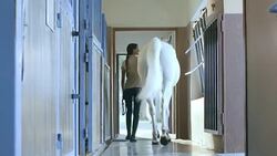 DS Caretaker leading white horse out of the stable box Stock Footage