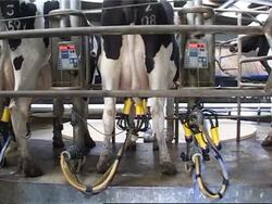 Natural diet helps reduce methane produced by cows News Clip