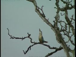MWA Kookaburra, in tree, calling Stock Footage