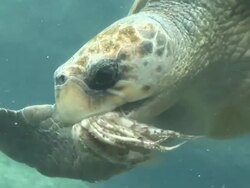 Turtle feeding underwater - HD & PAL Stock Footage
