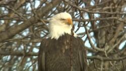 A bald eagle perches in a tree. Stock Footage