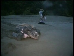Leatherback turtle (Dermochelys coriacea) making it was back to the sea, early morning/evening, Papua New Guinea Stock Footage