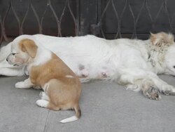 Puppies with mother Stock Footage