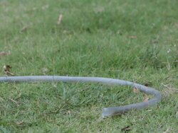 Monkey drinking from the rubber tube Stock Footage
