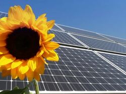 Solar Panel /sunflower in the wind Stock Footage