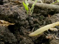 NTSC: Caterpillar Stock Footage