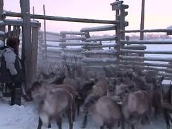 VOICED: Indigenous way of life under threat in Russia's arctic News Clip