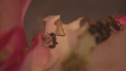 Animals reveal scientific secrets at a festival for new medical advances News Clip