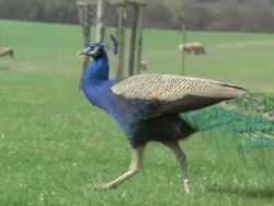Peacock (Pavo cristatus) male walks right to left in field, UK Stock Footage