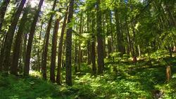 Oregon Lush Forest Stock Footage