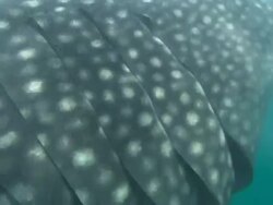 Whale shark, Gills on side, Mozambique  Stock Footage