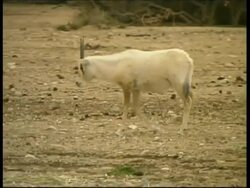 Arabian Oryx, Oryx leucoryx, side view, juvenile walking, foraging for green vegetation on ground, MS, Israel Stock Footage