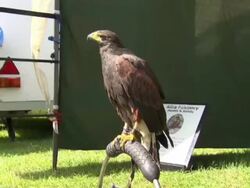 Kestrels at the Highland Games in Airth News Clip