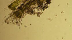 Microorganisms - film montage Stock Footage