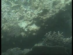 JAPAN: OKINAWAN LEADERS TO EXPLOIT TOURISM OF SURROUNDING ISLETS Instructional Video