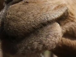 Close up of camel's face Stock Footage