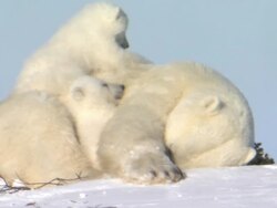 WS White birds standing in snow / Wapusk National Park, Manitoba, Canada Stock Footage