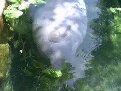 Manatee eating plants and lettuce Stock Footage