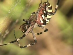 Tiger spider lateral view Stock Footage
