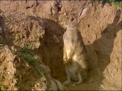 Rabbit (Oryctolagus cuniculus) outside burrow entrance, sitting up, alert, Andalucia, Spain Stock Footage