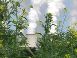 flowers in front of a power plant Stock Footage