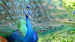 Beautiful peacock Stock Footage