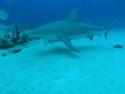 Grey reef shark, Carcharhinus amblyrhynchos, swim over seabed, Bahamas  Stock Footage