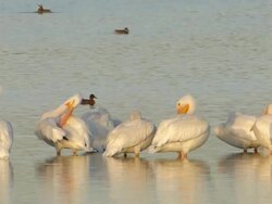 White Pelicans' Early Morning Grooming Stock Footage