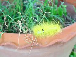 caterpillar crawling Stock Footage