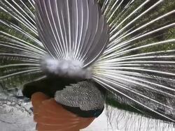 Closeup of a Peacock Displaying His Plumes Stock Footage