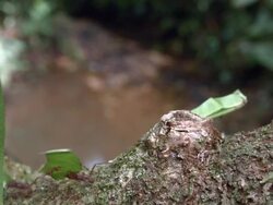 Leaf cutter ants (Atta sp.) walking along a branch above a rainforest stream in the Ecuadorian Amazon. Stock Footage
