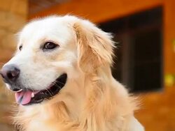 Cute Face Golden Retriever Dog Stock Footage