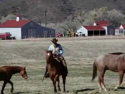 WS Group of horses in field in front barn and stable cowboy riding through on horse / Kirkland, Arizona, USA Stock Footage
