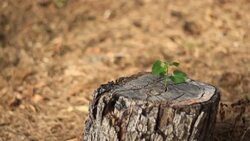Sprout on a stump new life Stock Footage